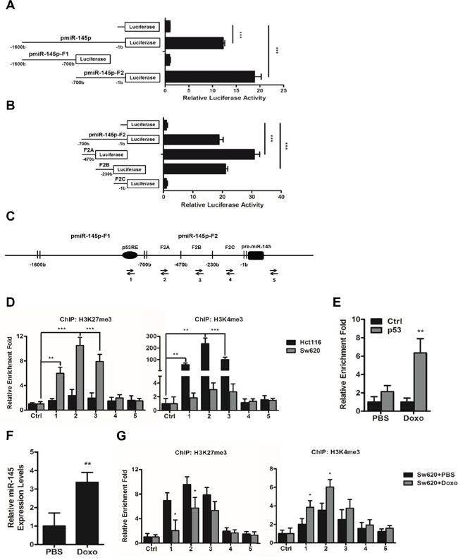 A histone methylation involved mechanism regulates the expression of miR-145 through its core promoter regions.