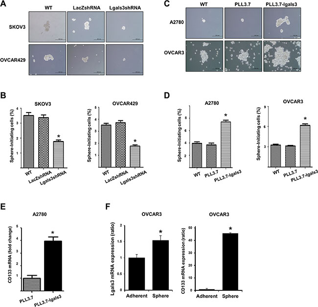 Galectin-3 regulates cancersphere formation, which is a stem cell like phenotype, in ovarian cancer cells.