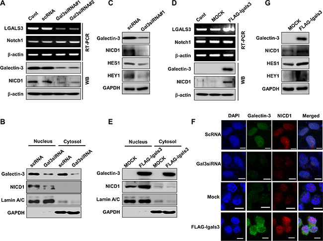 Galectin-3 induces the cleavage and nuclear translocation of Notch1 intracellular domain (NICD1) and the expression of the Notch target genes HES1 and HEY1.