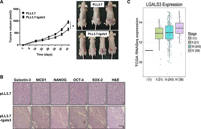 Overexpression of galectin-3 increases the tumor growth in xenografted mouse tumors.