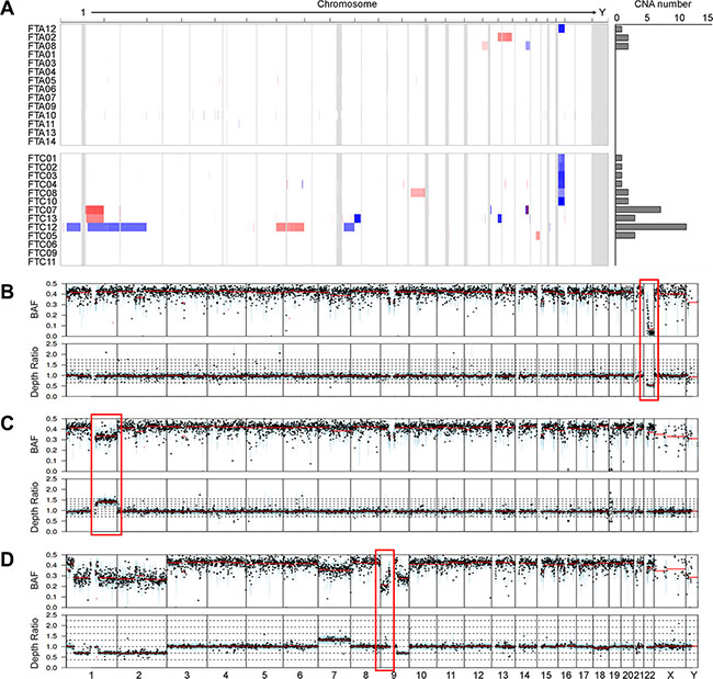 Copy number profiles and copy-neutral loss of heterozygosity (LOH).