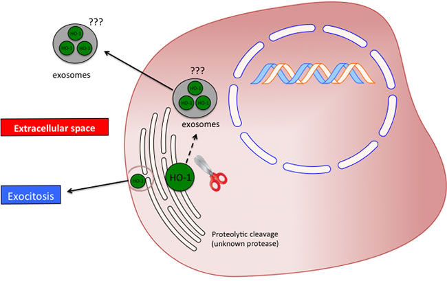 Possible significance and release mechanism of HO-1 in the extracellular space.