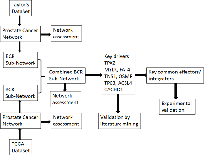 The workflow of the study.