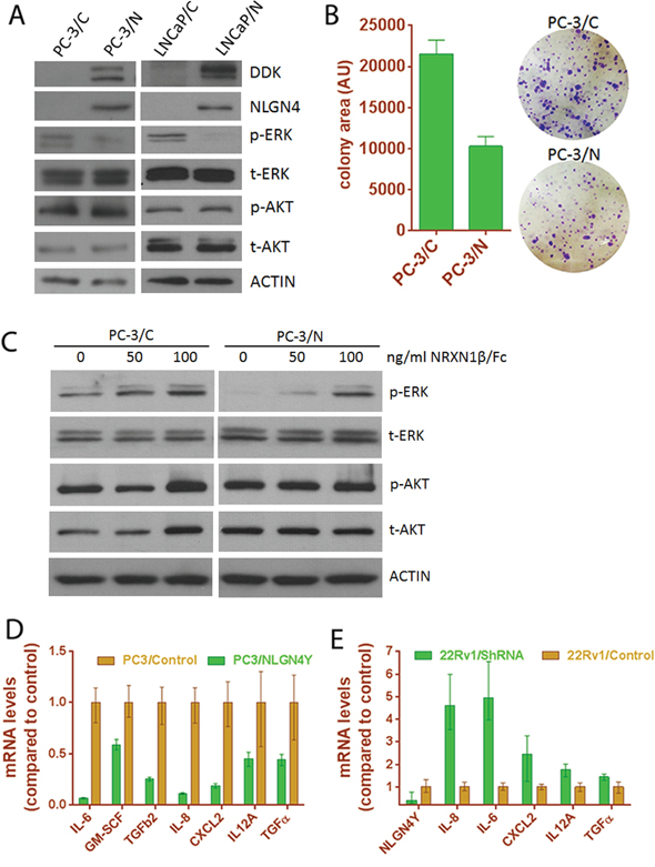 Expression of NLGN4Y decreases cell proliferation and pro-inflammatory cytokine expression.