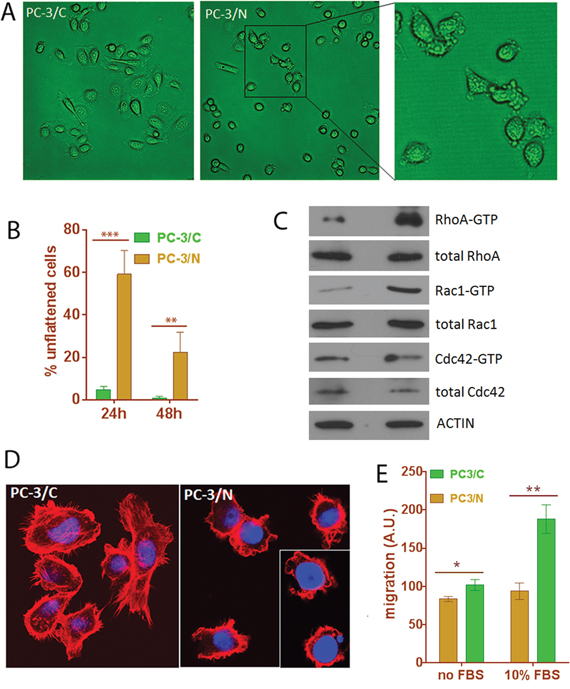 Expression of NLGN4Y in PC-3 leads to changes in cell morphology, cell motility and small Rho GTPase activities.