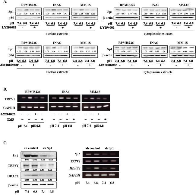 Acid-induced Sp1 nuclear localization and TRPV1 up-regulation in MM cells.