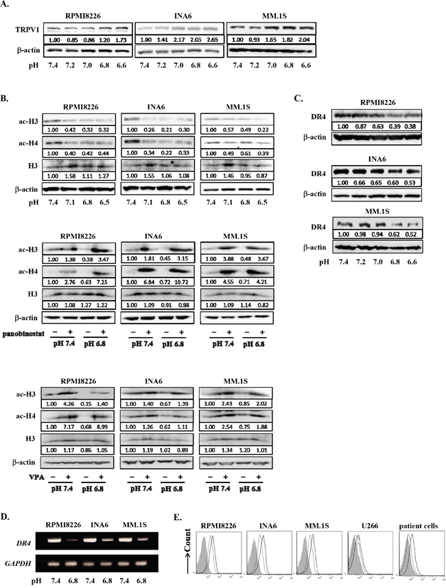 Histone acetylation and DR4 repression in MM cells under acidic conditions.