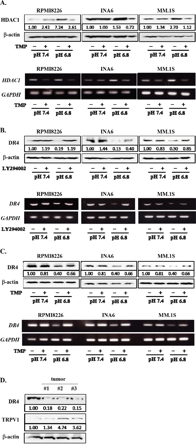 Restoration of DR4 expression in MM cells by inhibition of PI3K-Akt-Sp1 pathway under acidic conditions.