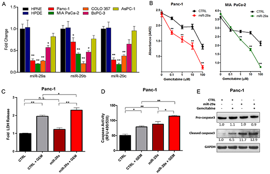 miR-29a increased sensitivity of chemoresistant PDAC cells to gemcitabine treatment.
