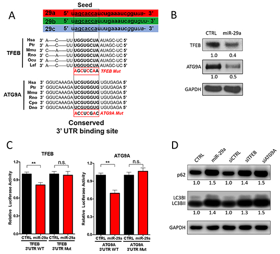 miR-29a downregulates TFEB and ATG9A to inhibit autophagy.