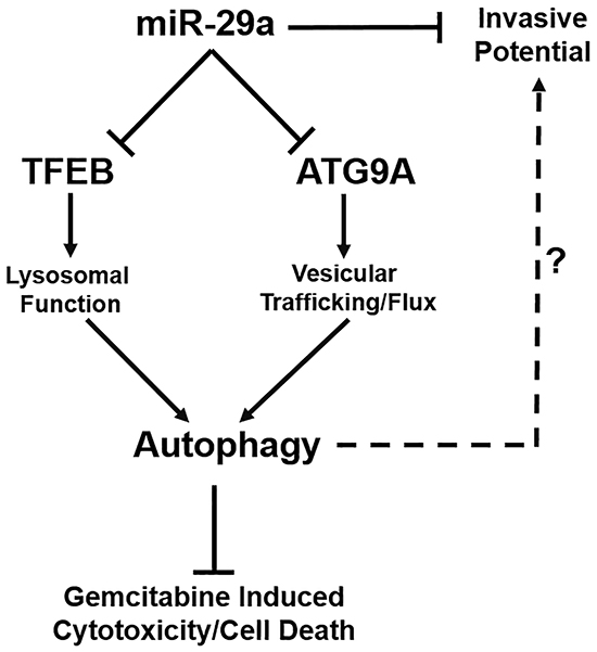 Schematic diagram representing the role of miR-29a in PDAC autophagy and metastasis.