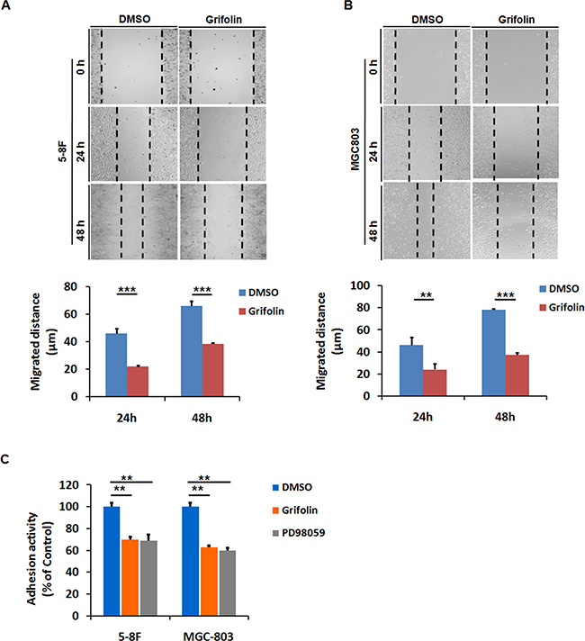 Grifolin inhibits migration and adhesion of high-metastatic cancer cells.