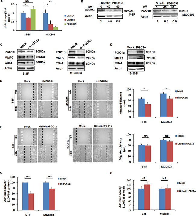 PGC1&#x03B1; induces MMP2 and CD44 expressions and is involved in the anti-migration and adhesion effect of grifolin.
