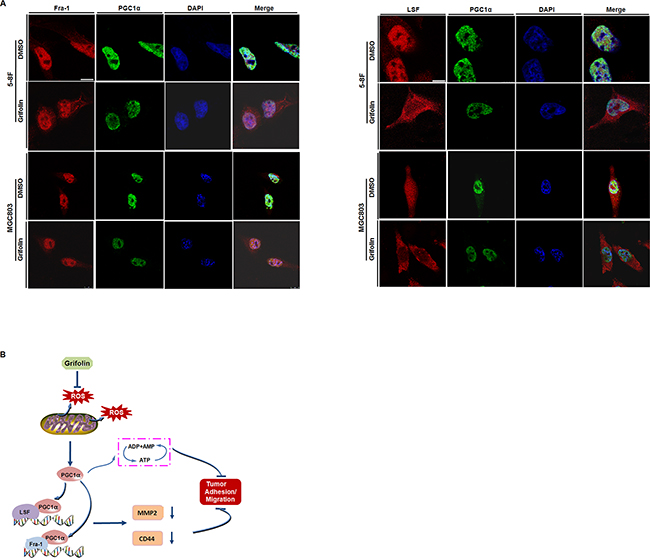 Mechanical schematic illustration of impediment of tumor cells migration and adhesion by grifolin.