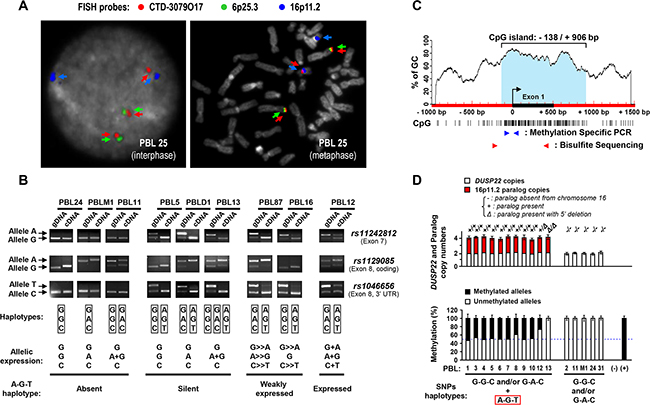 Mapping and haplotype identification of a transcriptionally inactive paralog of the DUSP22 gene on 16p11.2.