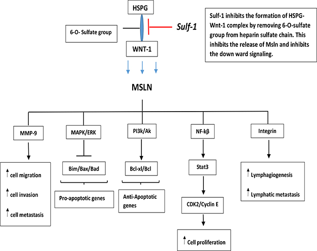 A schematic diagram showing the role of Sulfatase-1 in Carcinogenesis.