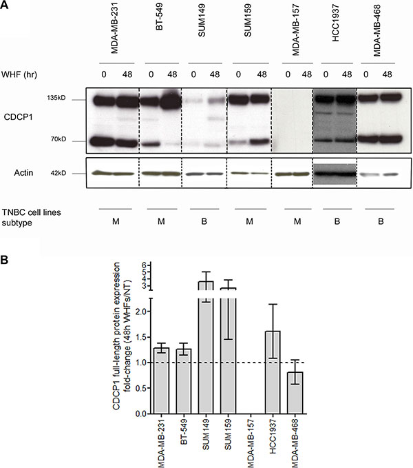 Regulation of CDCP1 expression by WHF in TNBC cell lines.