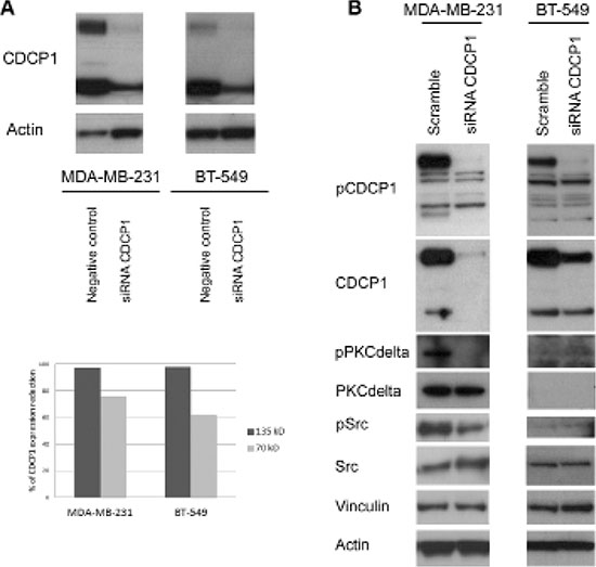 Effect of silencing CDCP1 on signaling mediators.