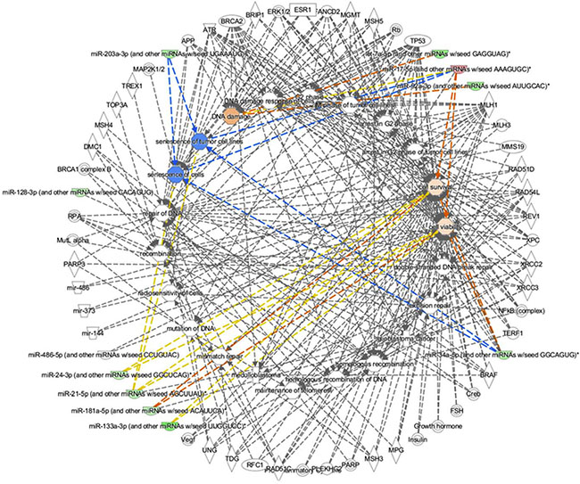 Network obtained through the Disease &#x0026; Function IPA tool applied to all miRNAs and mRNAs datasets.