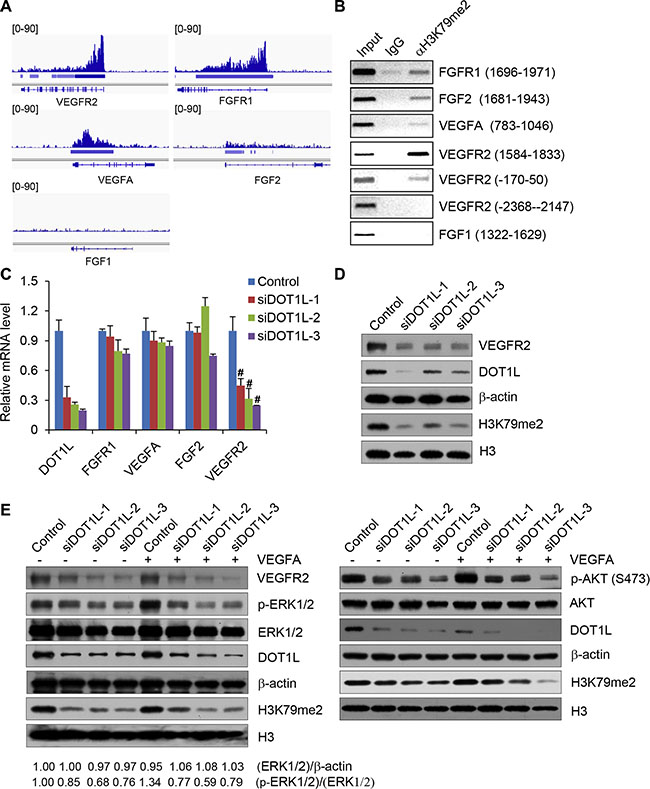 DOT1L regulates the transcription of VEGFR2.