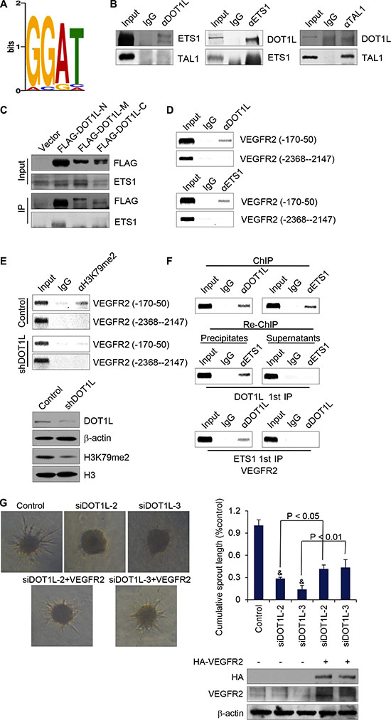 DOT1L cooperates with ETS-1 to regulate the transcription of VEGFR2.