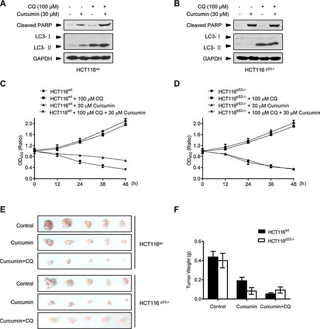 Combination with lysosome inhibitor improves the killing effect of curcumin in Nude-mice xenograft p53-positive HCT116 tumors.