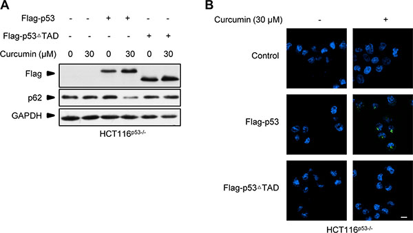 Flag-p53&#x0394;TAD failed to recover curcumin-induced autophagy response in p53-null HCT116 cells.