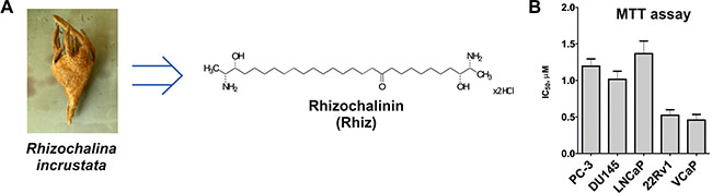Effect of Rhiz on viability and proliferation of prostate cancer cells.