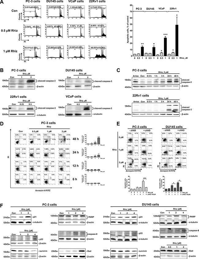 Effect of Rhiz on induction of apoptosis.