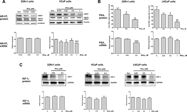 Effect of Rhiz on AR-V7, PSA, and IGF-1 protein and mRNA expression.