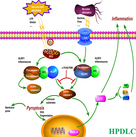 A proposed model illustrating the mechanism of inflammation and pyroptosis via NLRP3 and NLRP1 inflammasomes in HPDLCs.