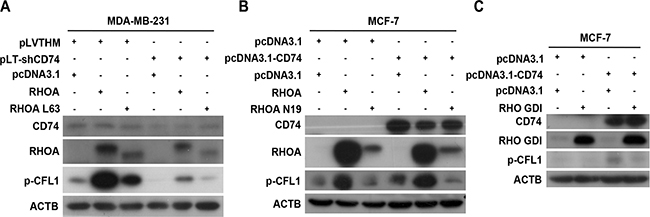 CD74 enhanced CFL1 phosphorylation through RHOA.