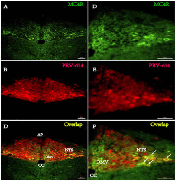 Fluorphor expression illustrating the distributions of PRV-614 (red) and MC4R (green) in the caudal brainstem in MC4R-GFP transgenic mice.