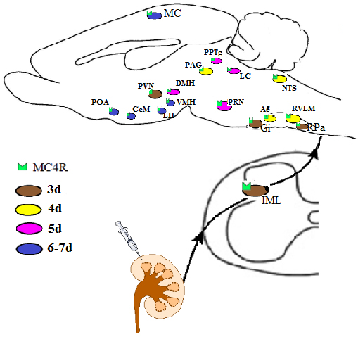 Schematic diagram showing MC4R-expressing areas in the mouse brain infected at different intervals after PRV-614 injection into kidney (brown, 3d; yellow, 4d; purple, 5d; blue, 6-7d), suggesting that MC4R signaling in the neural circuitry controlling the kidneys mediated by sympathetic pathway.