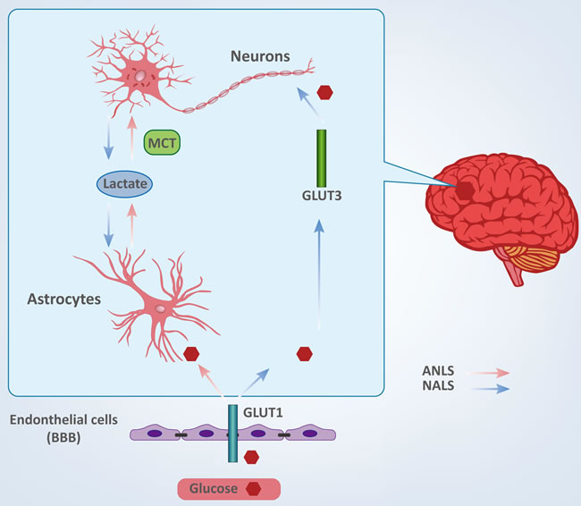 Cellular fate of glucose between neurons and astrocytes.