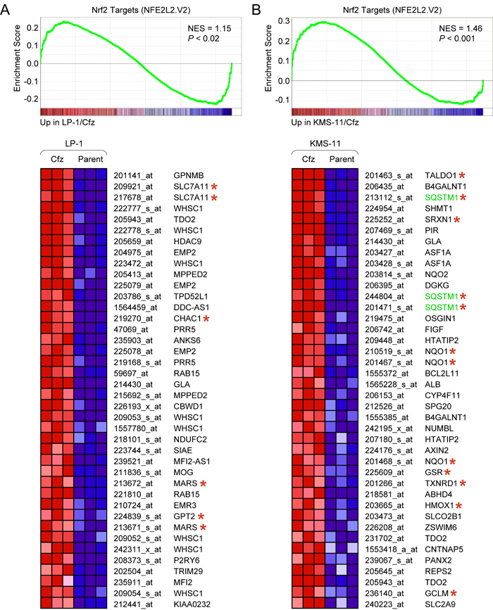 Different sets of Nrf2 target genes are upregulated in LP-1/Cfz and KMS-11/Cfz cells.