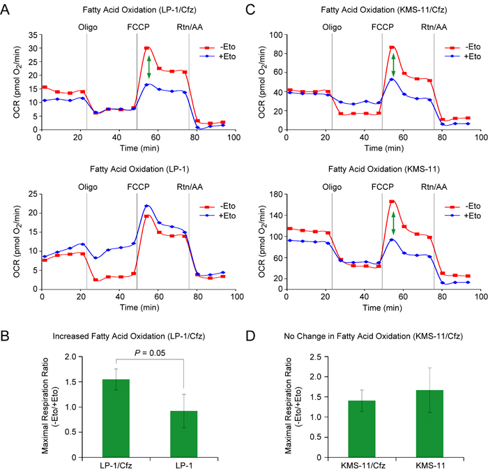 LP-1/Cfz cells exhibit increased FAO.