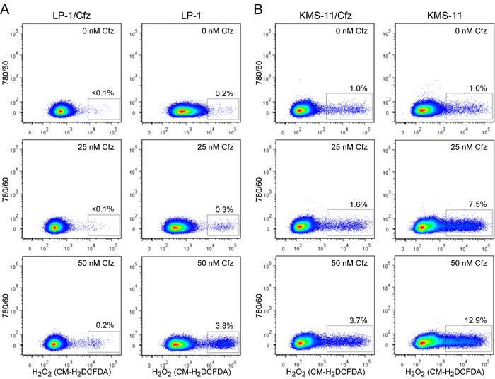 LP-1/Cfz and KMS-11/Cfz cells contain lower levels of hydrogen peroxide-associated ROS than parental LP-1 and KMS-11 cells following carfilzomib treatment.