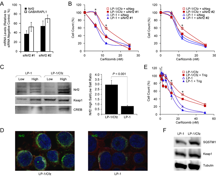 Nrf2 activation in LP-1/Cfz cells confers resistance to carfilzomib.