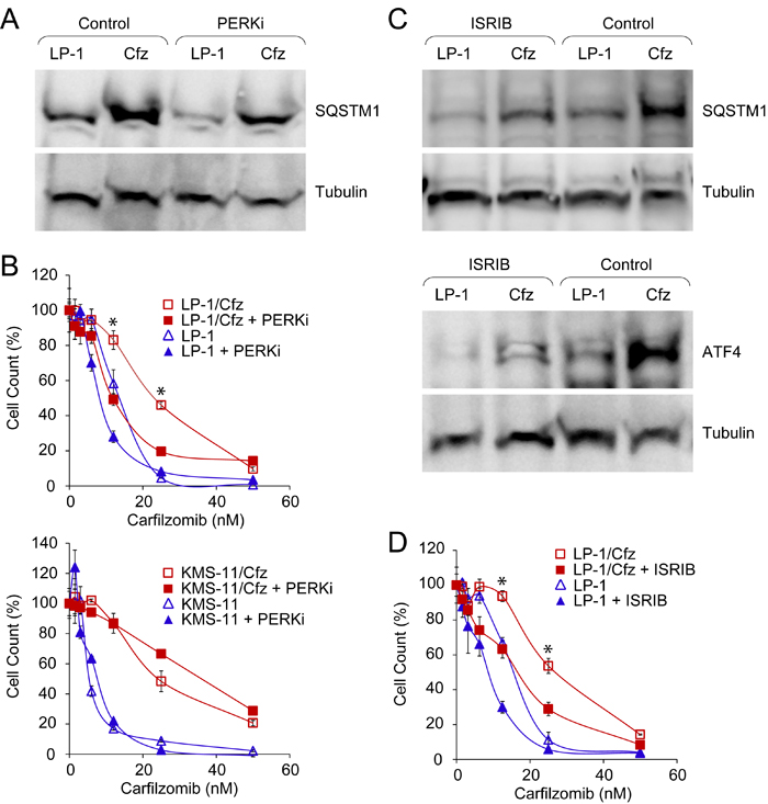 Constitutive PERK-eIF2&#x3b1; signaling is associated with carfilzomib resistance in LP-1/Cfz cells.