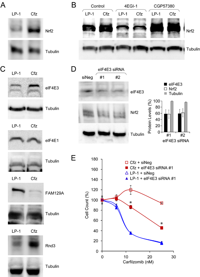 Acquisition of carfilzomib resistance in LP-1/Cfz cells is associated with eIF4E3-mediated translational reprogramming.