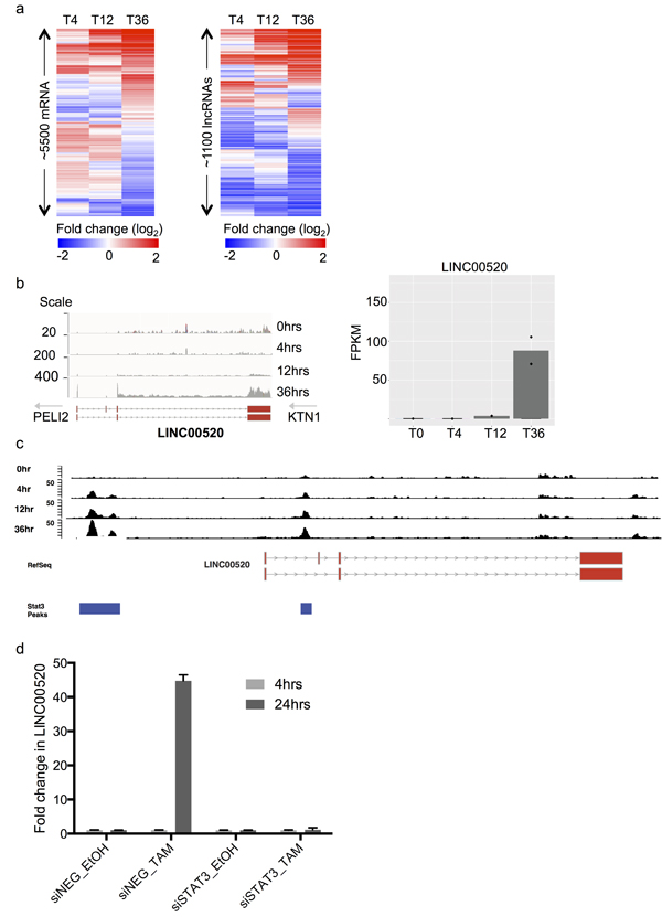 Identification and transcriptional regulation of LINC00520 in a model of Src-induced transformation of mammary epithelial cells.