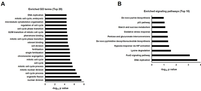 GO annotation and pathway enrichment of dysregulated genes in AD flies as compared with WT (AD