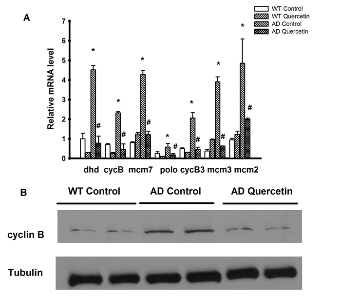 Validation of microarray results by qRT-PCR and Western blot.