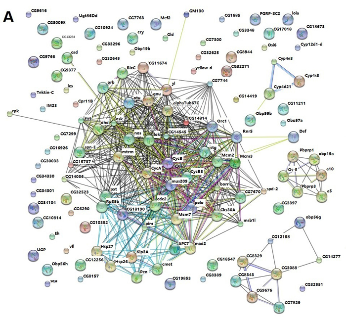 STRING analysis of the relationship between differentially expressed genes.