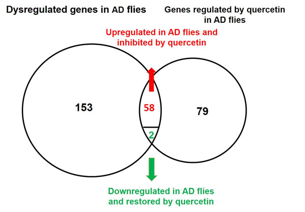 Venn diagram of genes dysregulated in AD flies and rescued by quercetin.
