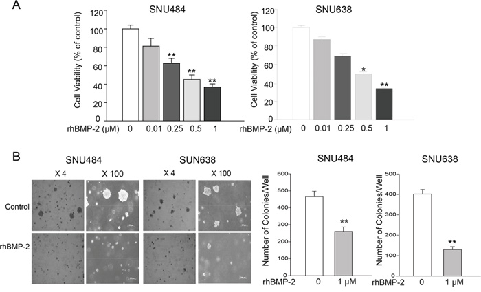 Effects of rhBMP-2 on SNU484 and SNU638 cell proliferation and colony formation.