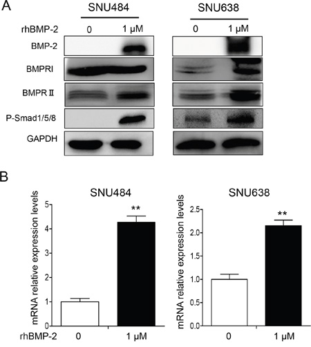 Western blots showing the effect of BMP-2 on Smad signaling pathway-related proteins in SNU484 and SNU638 cells.