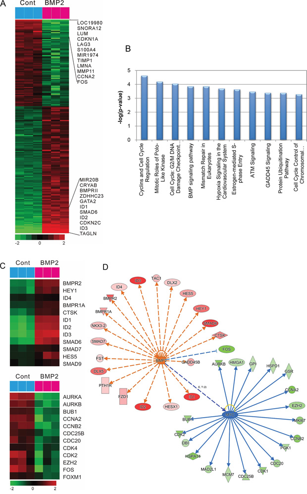 Gene expression profile regarding the effect of rhBMP-2 in SNU484 gastric cancer cells.