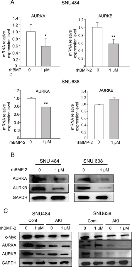 Validation of AURKA and AURKB expression after gastric cancer cell treatment with rhBMP-2.
